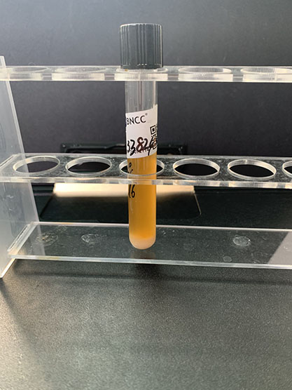 Agrilactobacillus yilanensis-BNCC