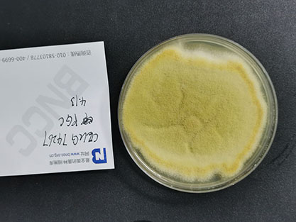 Aspergillus flavus-BNCC