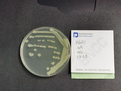 Bacillus coagulans-BNCC