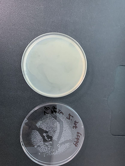 Acetobacter cerevisiae-BNCC