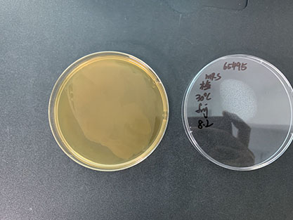 Acetobacter cibinongensis-BNCC