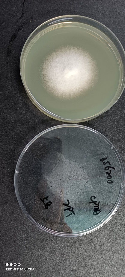 Fusarium equiseti (Corda) Sacc.-BNCC