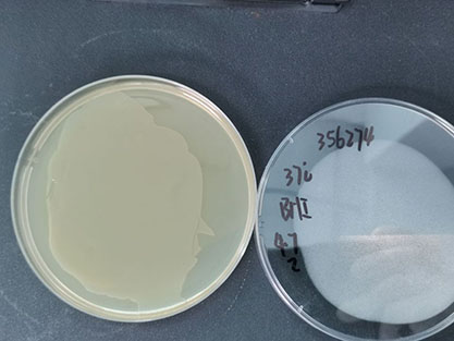 Myroides injenensis Paek et al. 2015-BNCC