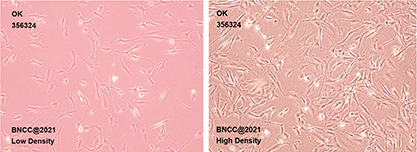 opossum kidney cells-BNCC