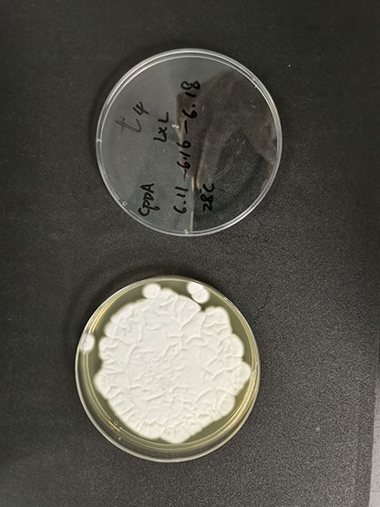 Verticillium leptobactrum W. Gams, Ce-BNCC