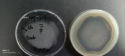 Acremonium dichromosporum-BNCC