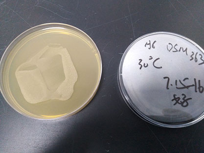 Rhodococcus rhodochrous-BNCC