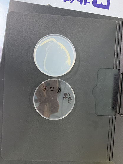 azomonas megatocytogenes-BNCC