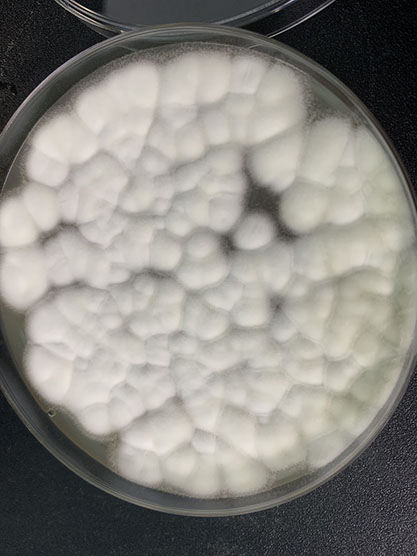 Penicillium griseofulvum-BNCC