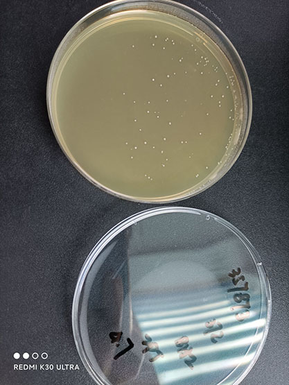 Enterococcus faecium-BNCC