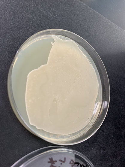 Bacillus sp-BNCC