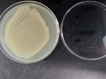 Bacillus subtilis-BNCC