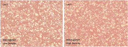 Hamster ovary cells-BNCC