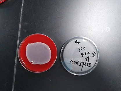 Klebsiella pneumoniae subsp.-BNCC