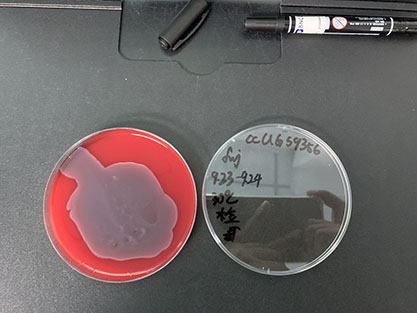 Escherichia coli-BNCC