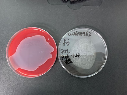 Enterobacter hormaechei ss hoffmannii-BNCC