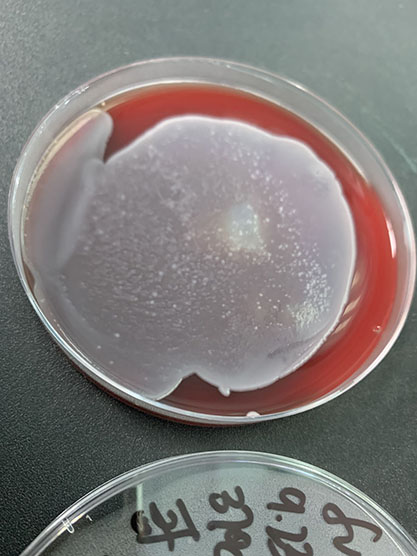 Klebsiella pneumoniae-BNCC