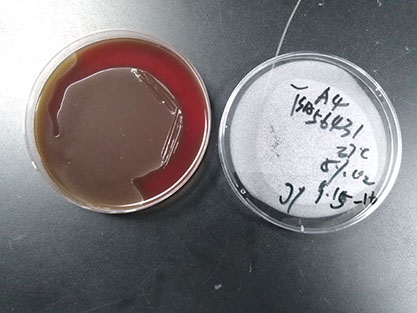 Enterococcus faecium-BNCC