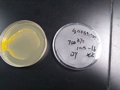 Chryseobacterium molle-BNCC