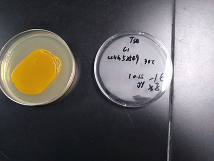 Chryseobacterium gambrini-BNCC