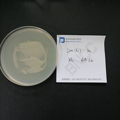 Saccharomyces cerevisiae-BNCC