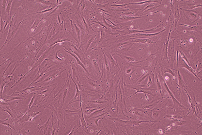 Human brain glial cells-BNCC