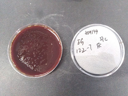 symbiotic clostridium-BNCC