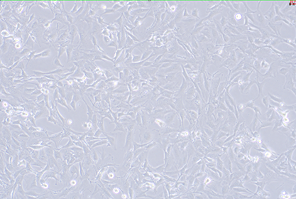 Mouse embryonic fibroblasts-BNCC