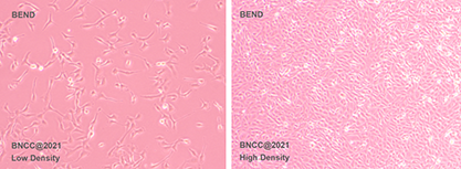 Bovine endometrial epithelial cells-BNCC