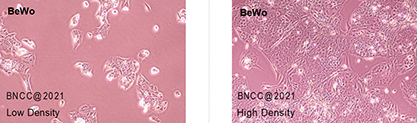 Human placental chorion cancer cells-BNCC