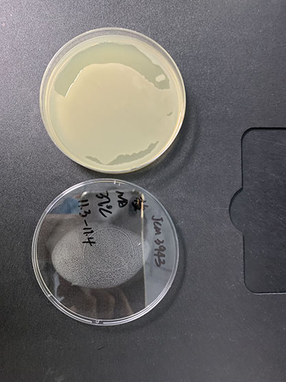 Enterobacter carcinogenes-BNCC