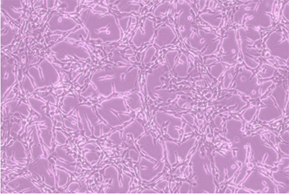 Mouse pancreatic acinar cells-BNCC