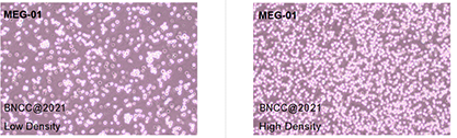 Human megakaryocytic leukemia cells-BNCC