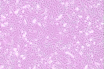 Rat brain capillary endothelial cells-BNCC