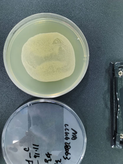 Mycobacterium smegmatis-BNCC