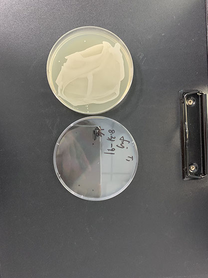 Staphylococcus epidermidis-BNCC