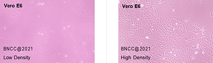 African green monkey kidney cells-BNCC