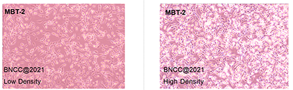 Mouse bladder transitional cancer cells-BNCC