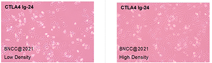 Chinese hamster ovary cell-BNCC