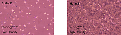 Rat glial sarcoma cells-BNCC