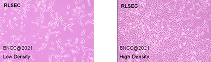 Rat hepatic sinusoidal endothelial cells-BNCC