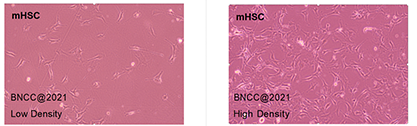 Mouse hepatic stellate cells-BNCC