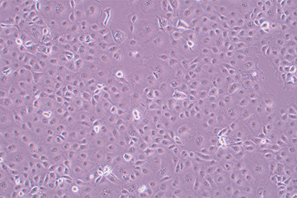 Long-tailed green monkey kidney epithelial cells-BNCC