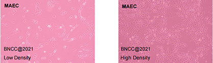 Mouse aortic endothelial cells-BNCC