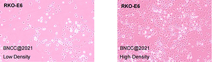 Human colon cancer transgenic cells-BNCC