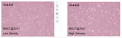 Rat hepatoma-BNCC