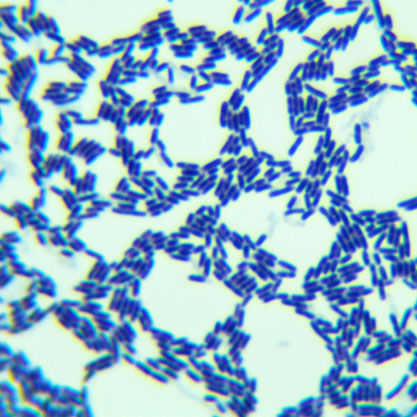 Lactobacillus animus-BNCC