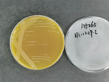 Lactobacillus eolii-BNCC