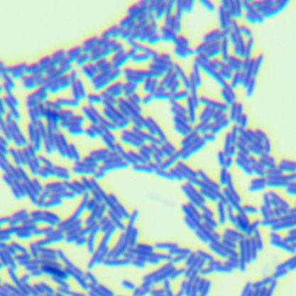 Lactobacillus gasseri-BNCC