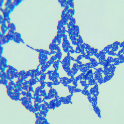 Lactobacillus rhamnosus-BNCC
